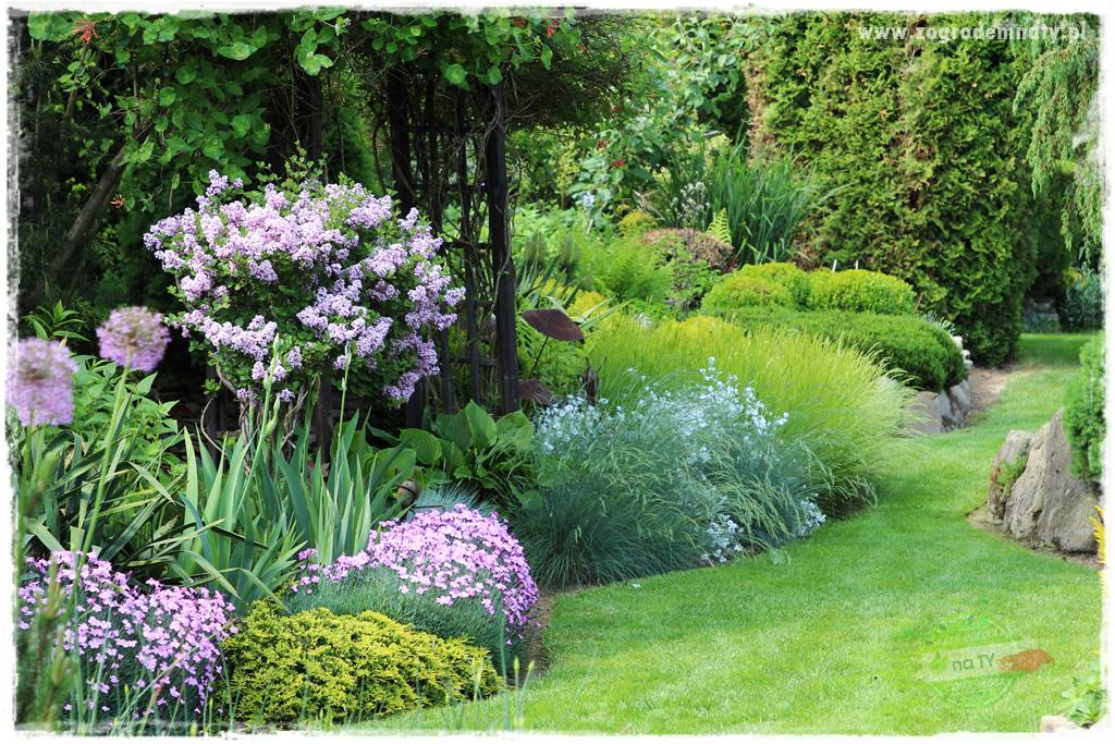 Krzewy ozdobne łatwe w uprawie 29 Krzewy ozdobne łatwe w uprawie 29