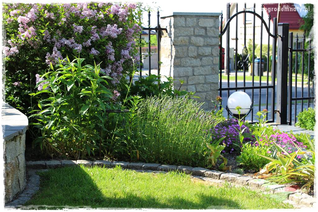 Krzewy ozdobne łatwe w uprawie 30 Krzewy ozdobne łatwe w uprawie 30