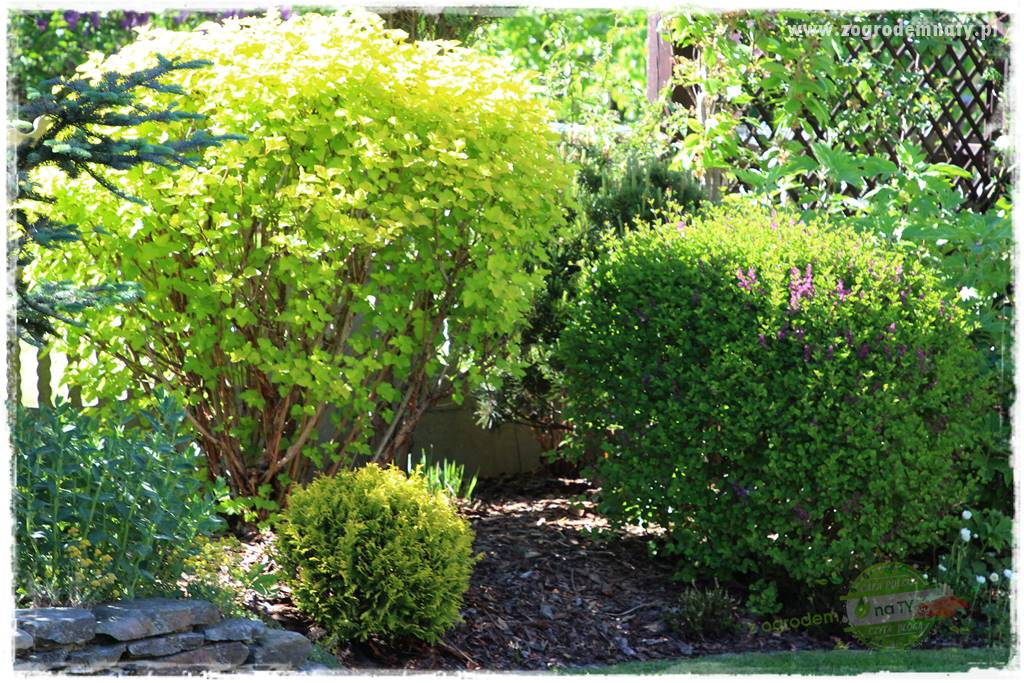 Krzewy ozdobne łatwe w uprawie 31 Krzewy ozdobne łatwe w uprawie 31