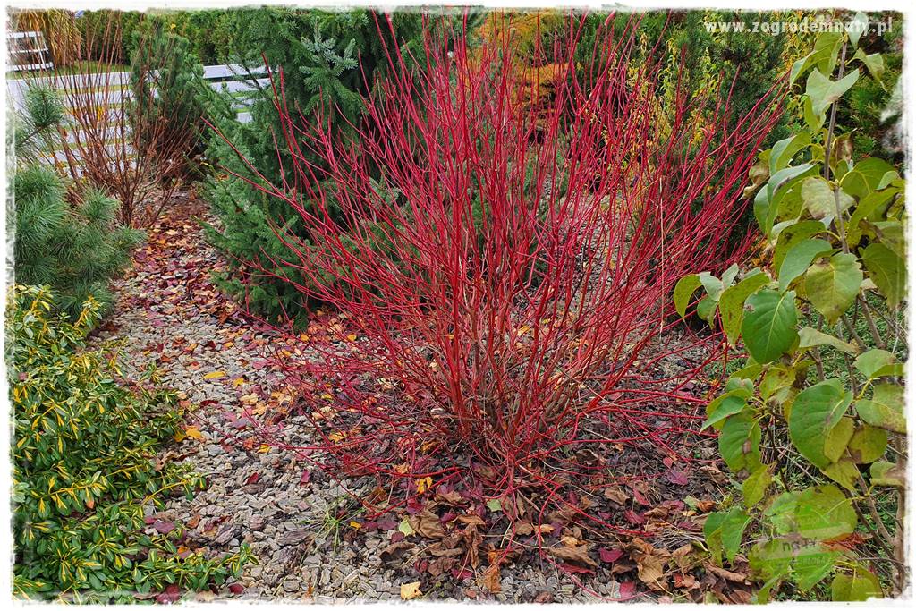 Krzewy ozdobne łatwe w uprawie 34 Krzewy ozdobne łatwe w uprawie 34