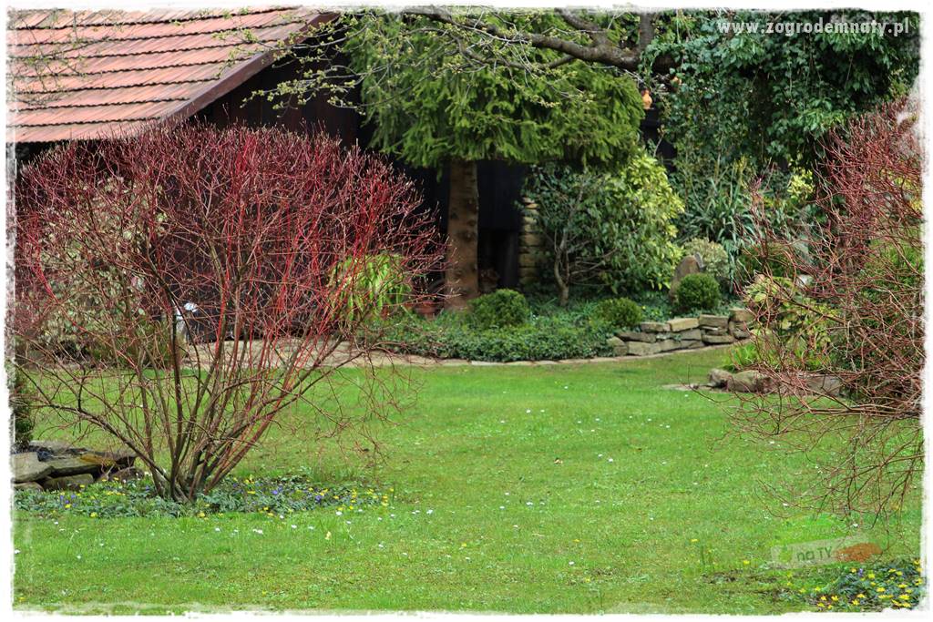 Krzewy ozdobne łatwe w uprawie 35 Krzewy ozdobne łatwe w uprawie 35