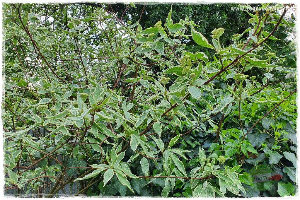 Krzewy ozdobne łatwe w uprawie 39 Krzewy ozdobne łatwe w uprawie 39