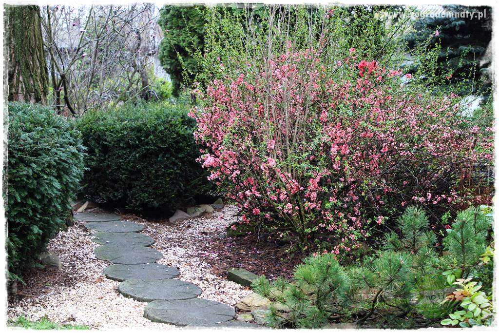 Krzewy ozdobne łatwe w uprawie 41 Krzewy ozdobne łatwe w uprawie 41