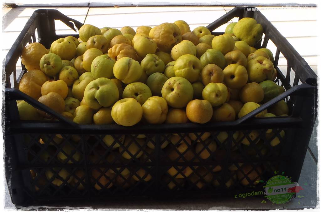 Krzewy ozdobne łatwe w uprawie 44 Krzewy ozdobne łatwe w uprawie 44