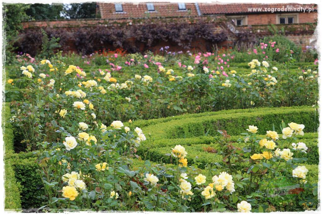 Krzewy ozdobne łatwe w uprawie 50 Krzewy ozdobne łatwe w uprawie 50