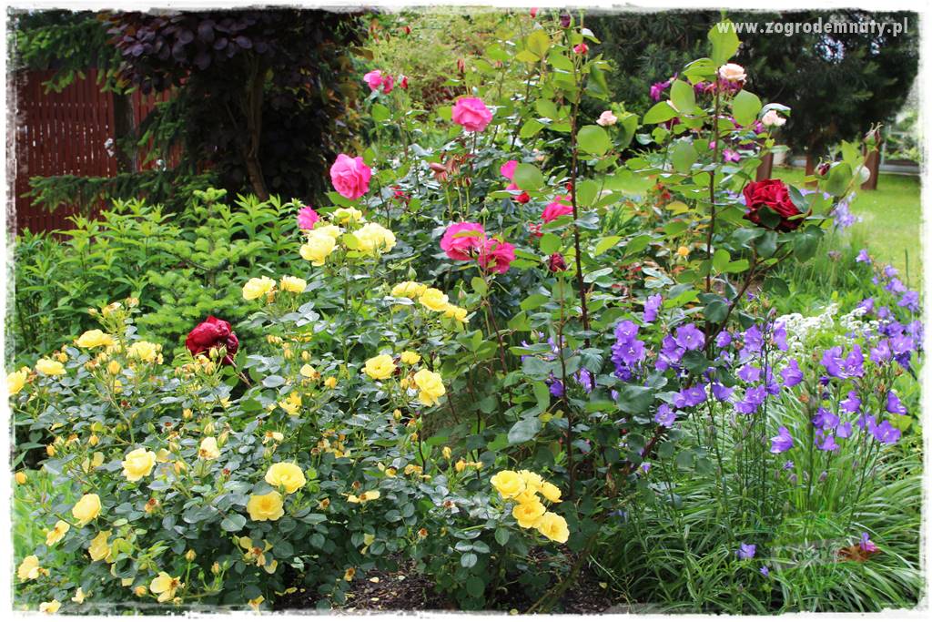 Krzewy ozdobne łatwe w uprawie 51 Krzewy ozdobne łatwe w uprawie 51