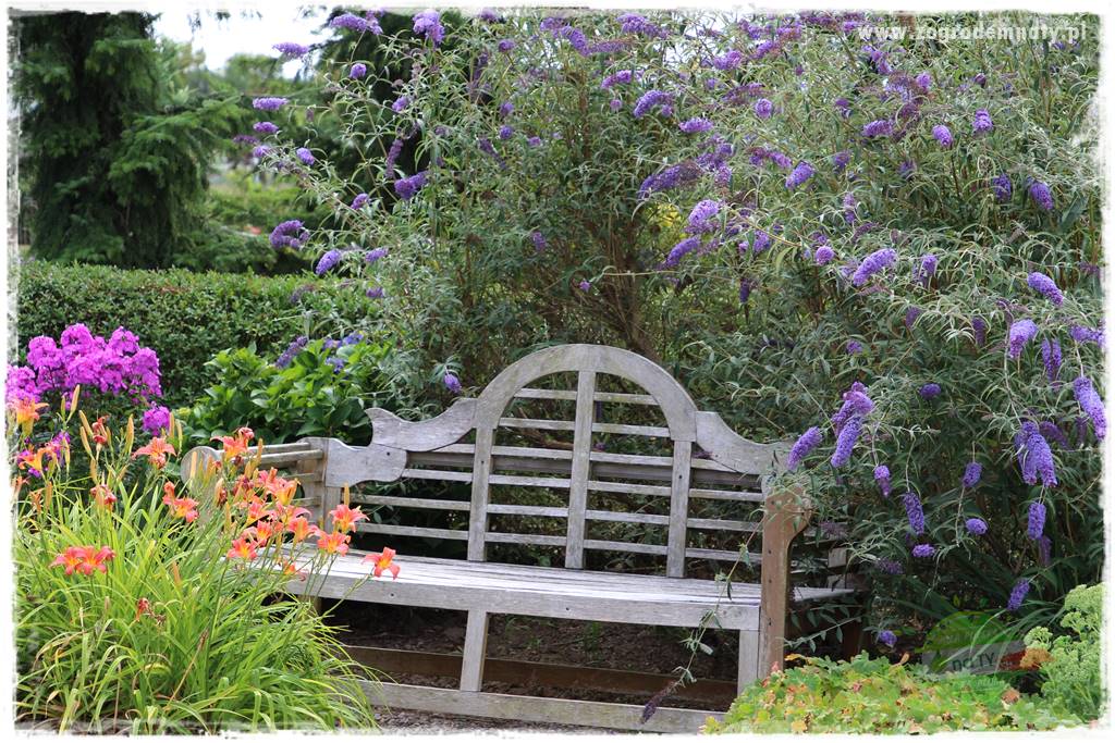 Krzewy ozdobne łatwe w uprawie 61 Krzewy ozdobne łatwe w uprawie 61