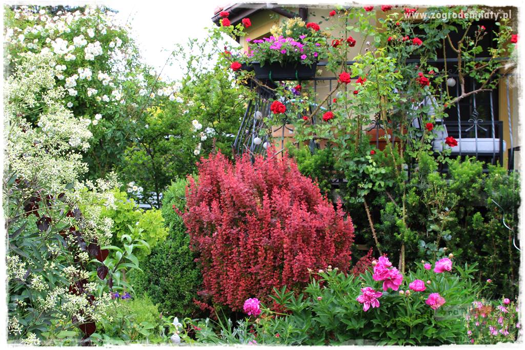 Krzewy ozdobne łatwe w uprawie 7 Krzewy ozdobne łatwe w uprawie 7