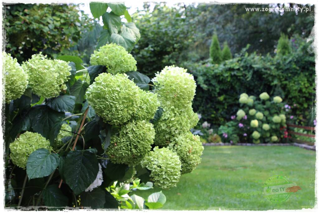 Krzewy ozdobne łatwe w uprawie 76 Krzewy ozdobne łatwe w uprawie 76