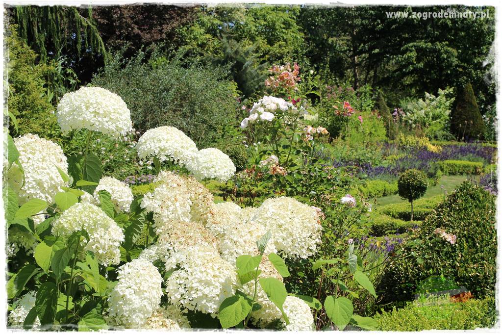 Krzewy ozdobne łatwe w uprawie 78 Krzewy ozdobne łatwe w uprawie 78