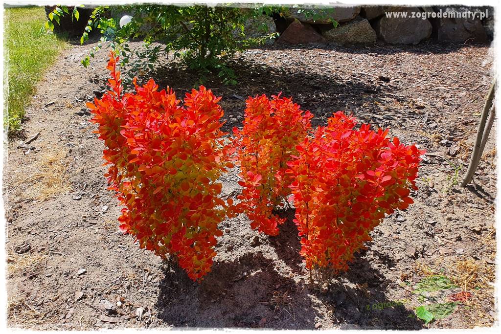 Krzewy ozdobne łatwe w uprawie 8 Krzewy ozdobne łatwe w uprawie 8