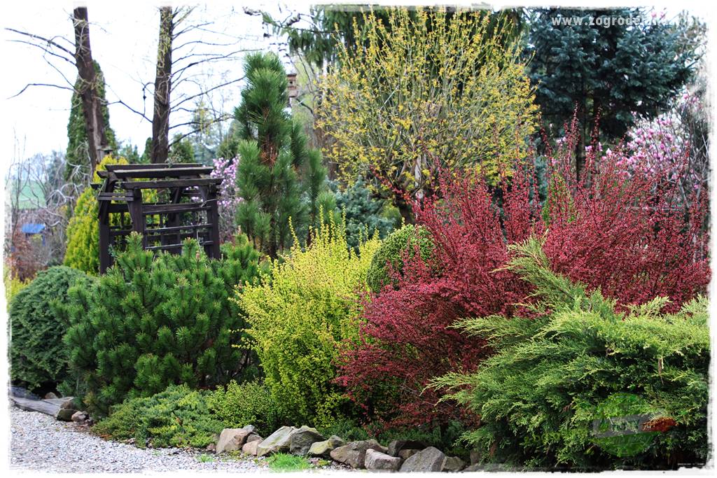 Krzewy ozdobne łatwe w uprawie 9 Krzewy ozdobne łatwe w uprawie 9