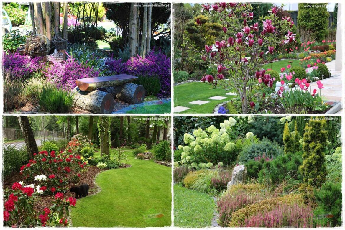 Rośliny kwasolubne 0