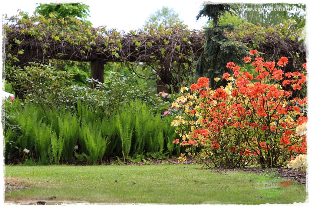 Rośliny kwasolubne 10