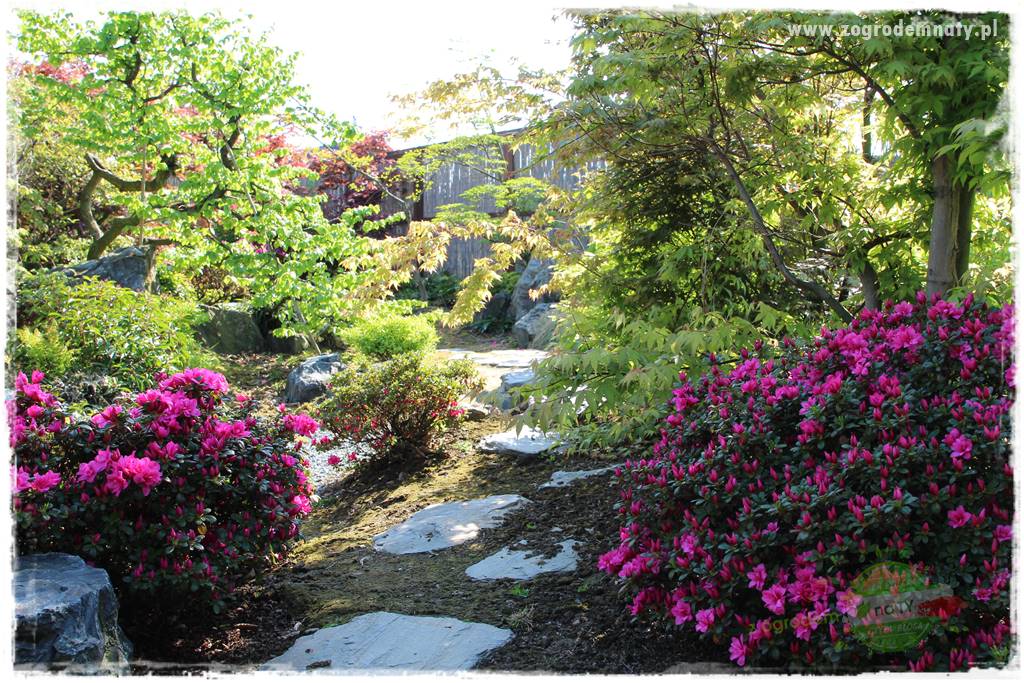 Rośliny kwasolubne 12