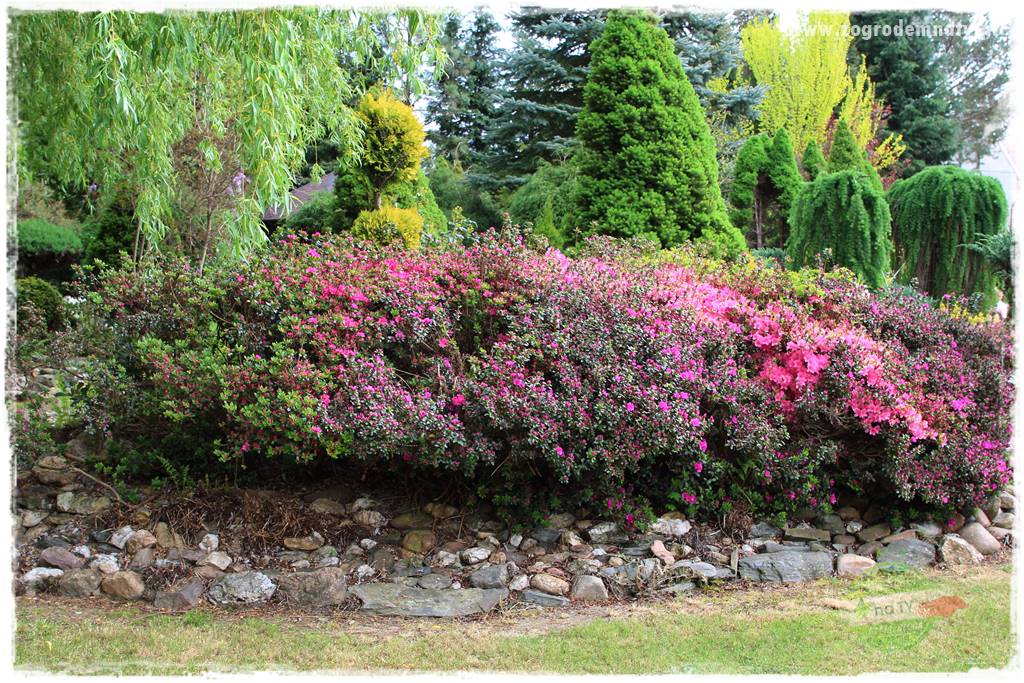 Rośliny kwasolubne 14