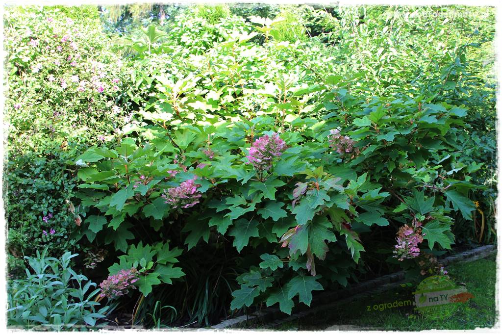 Rośliny kwasolubne 19