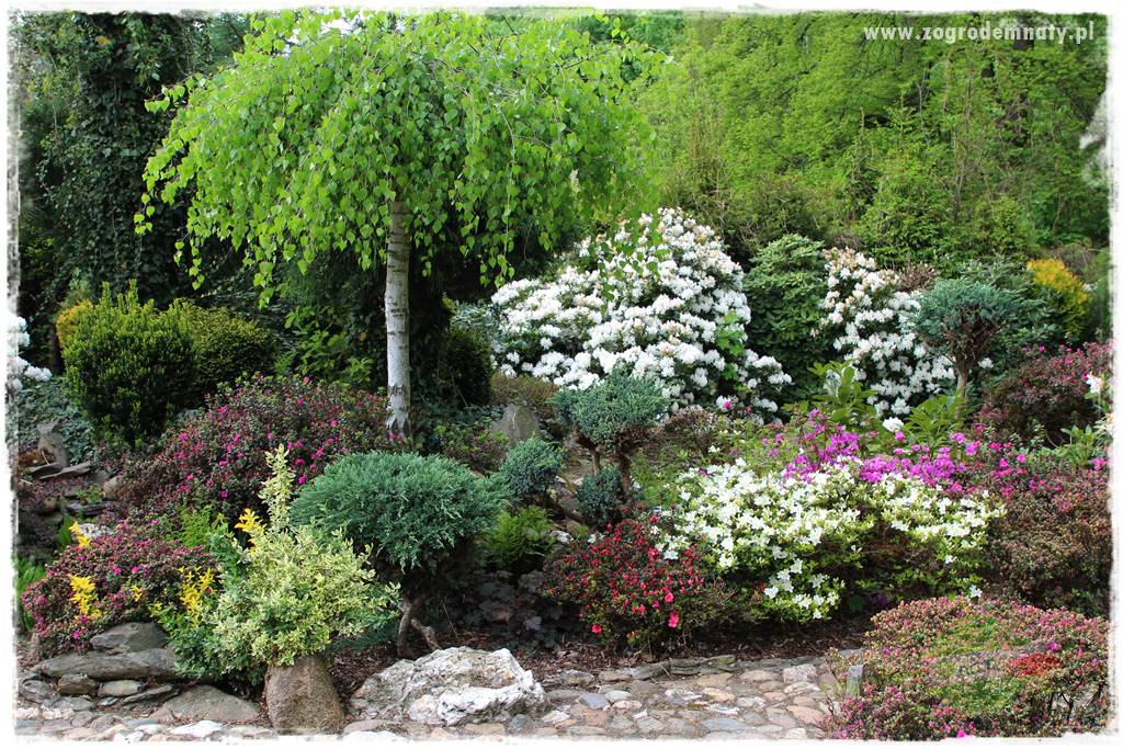 Rośliny kwasolubne 2