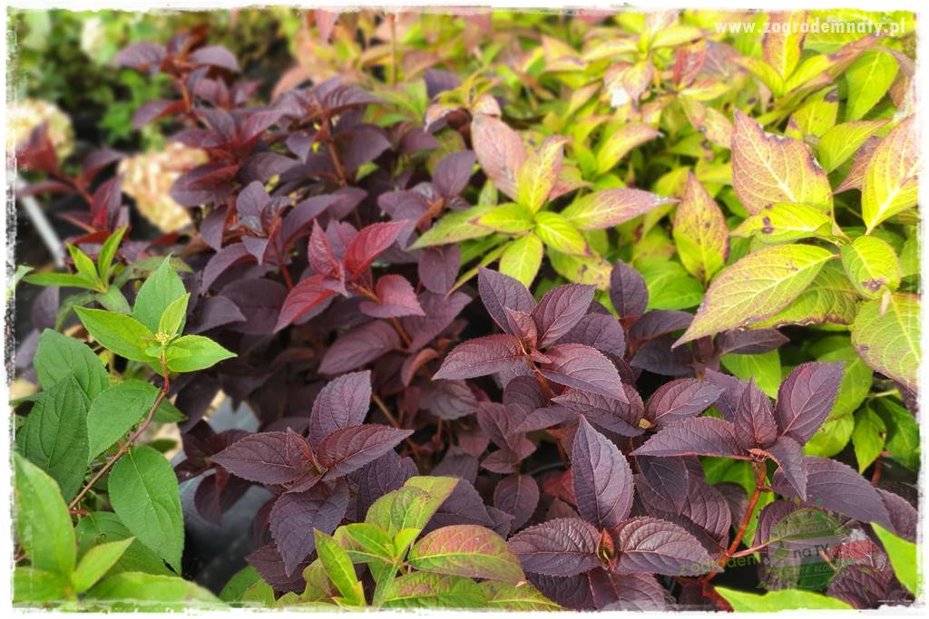 Rośliny kwasolubne 20