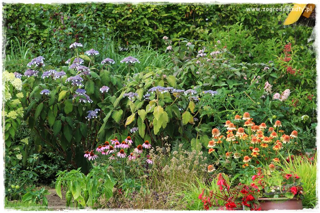 Rośliny kwasolubne 21