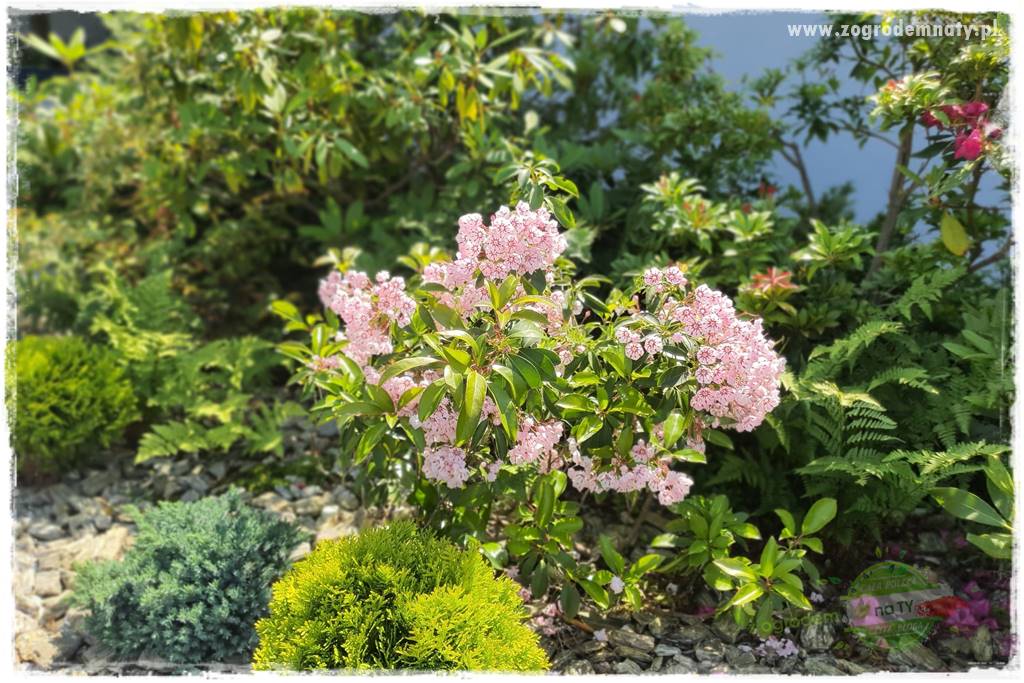 Rośliny kwasolubne 27