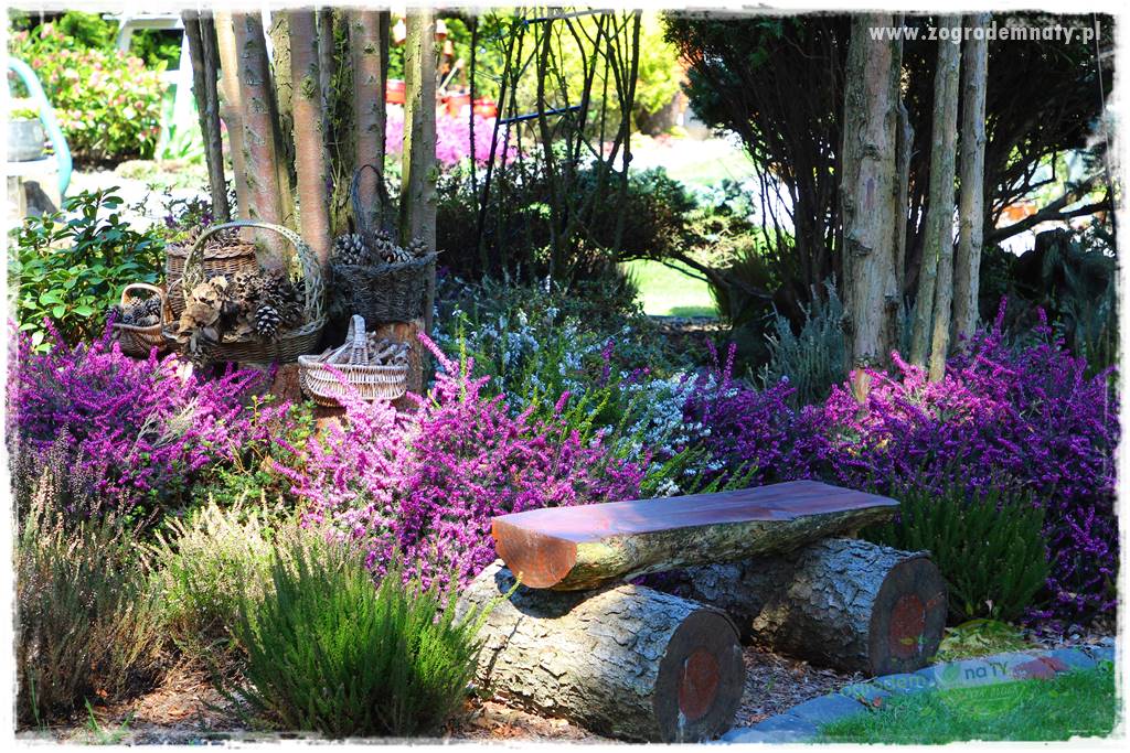 Rośliny kwasolubne 3