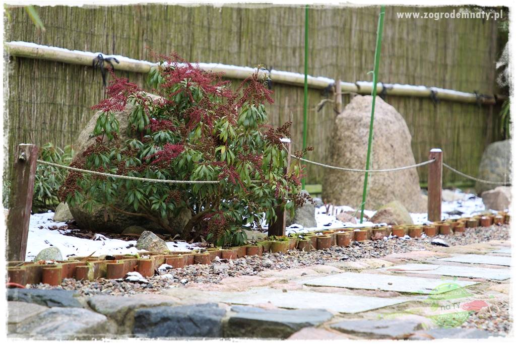 Rośliny kwasolubne 30