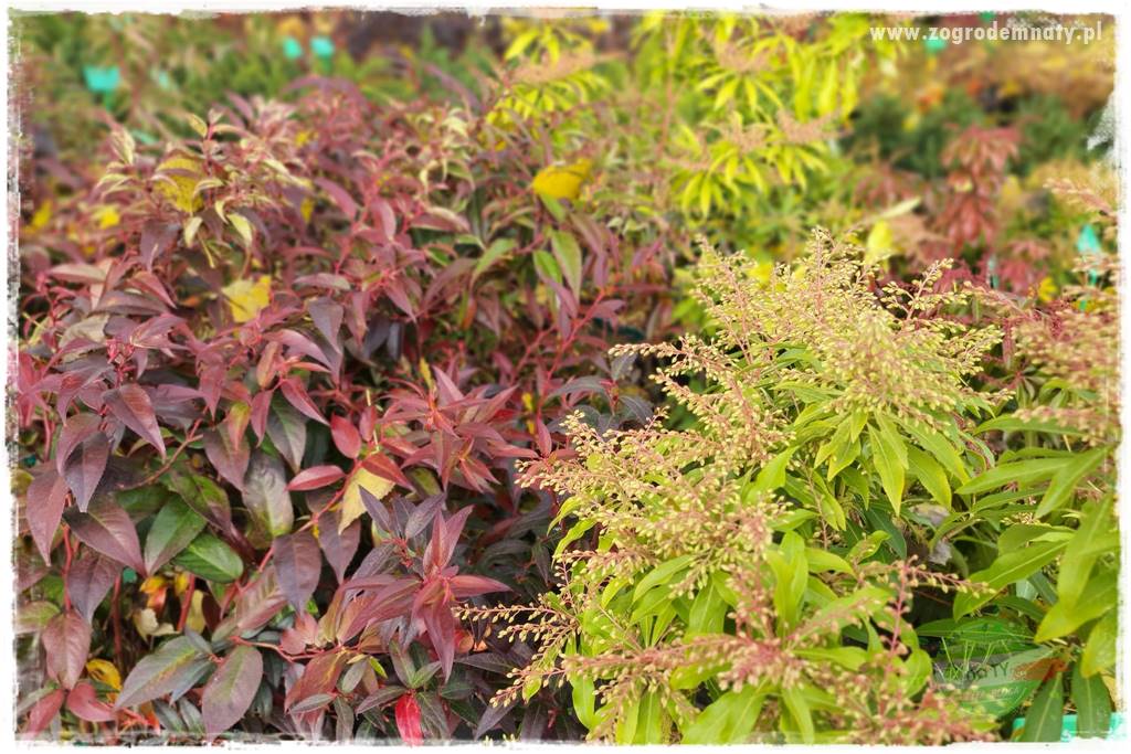 Rośliny kwasolubne 31