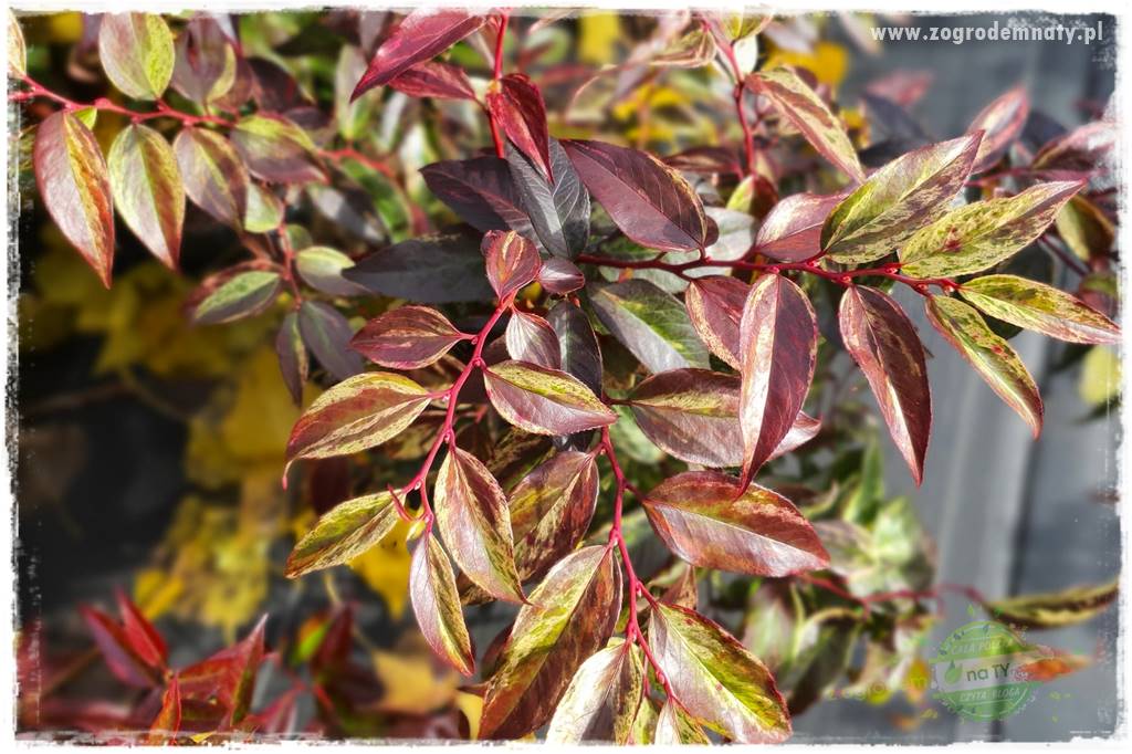 Rośliny kwasolubne 32