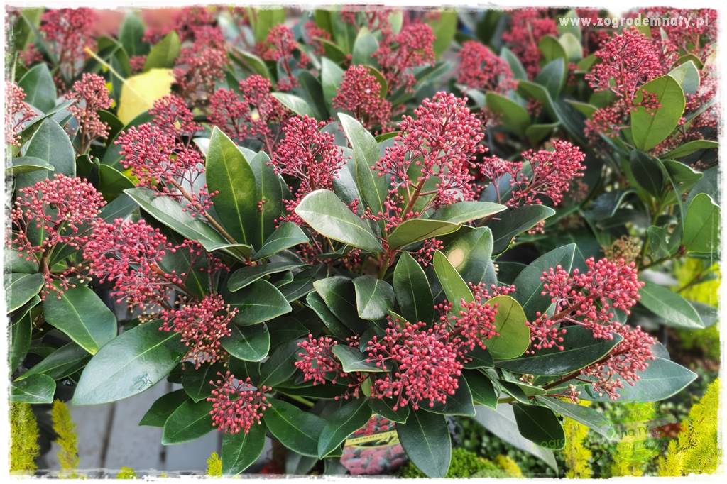 Rośliny kwasolubne 33