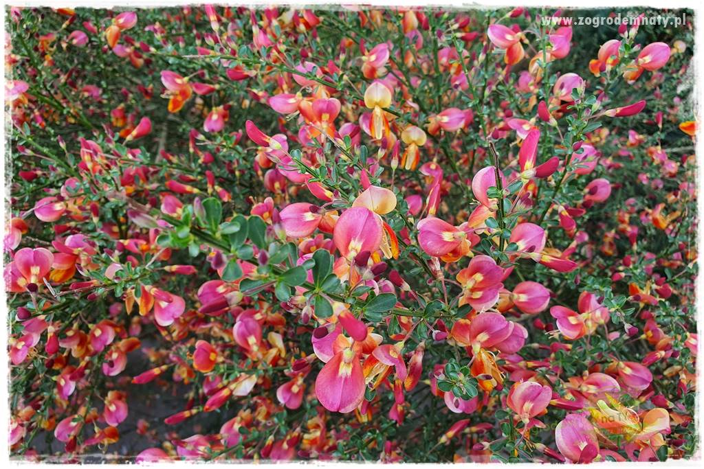 Rośliny kwasolubne 36