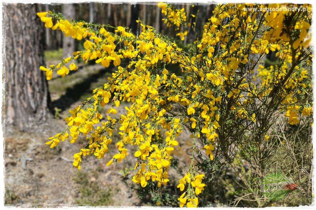 Rośliny kwasolubne 37