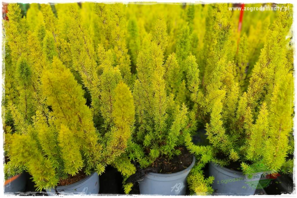 Rośliny kwasolubne 41