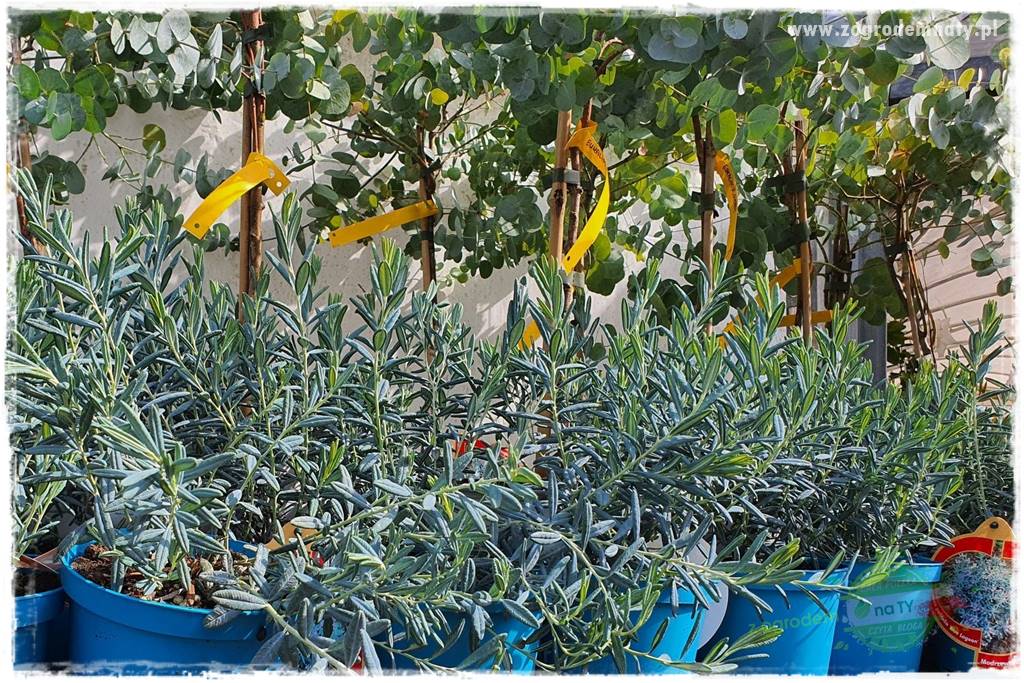 Rośliny kwasolubne 43