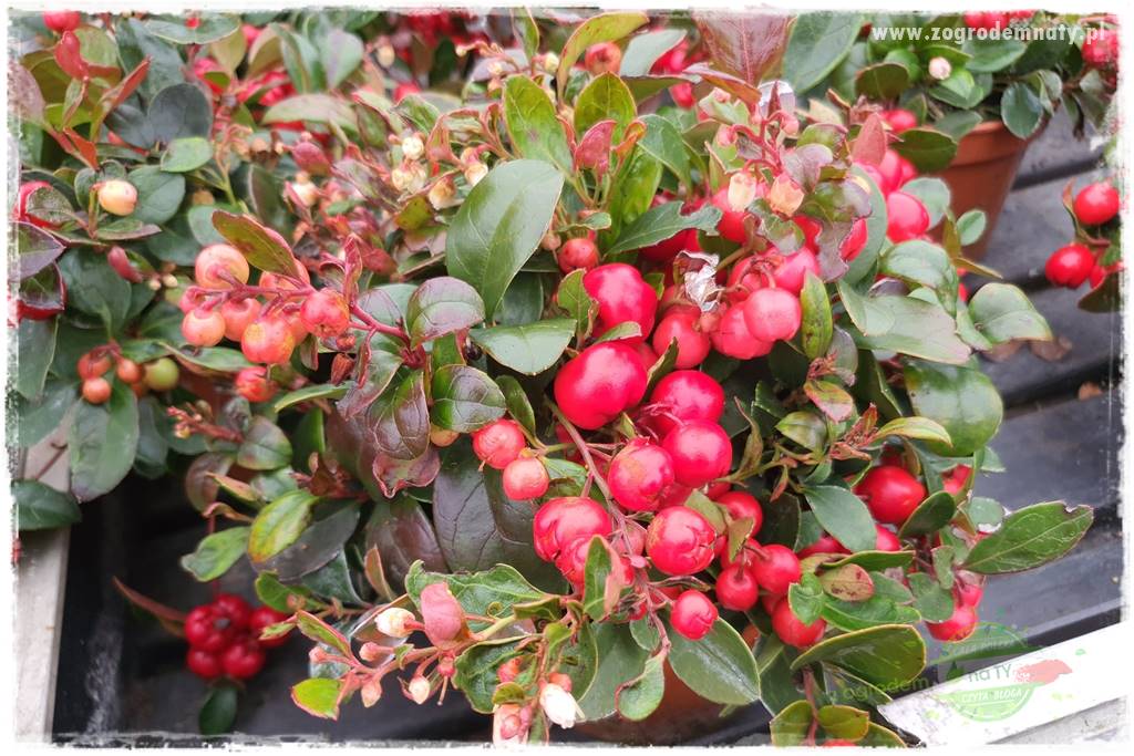 Rośliny kwasolubne 44