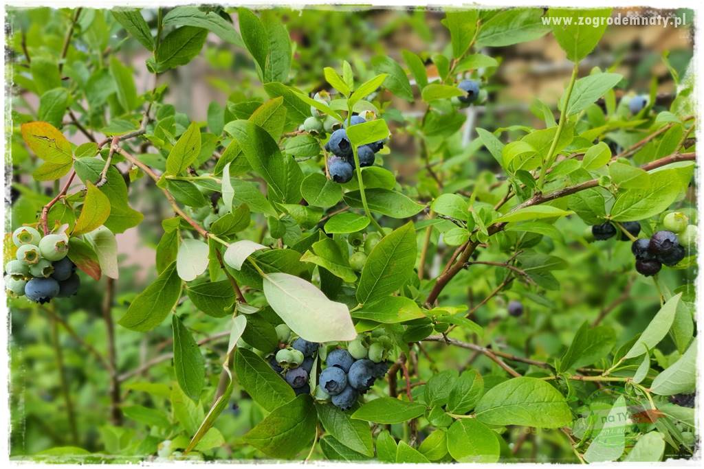 Rośliny kwasolubne 45