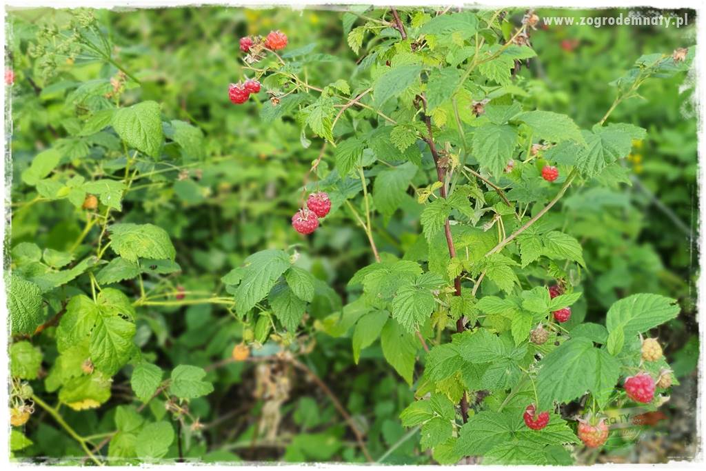 Rośliny kwasolubne 48