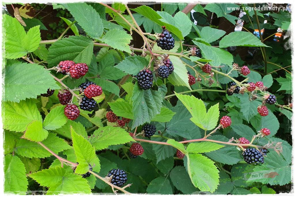 Rośliny kwasolubne 49