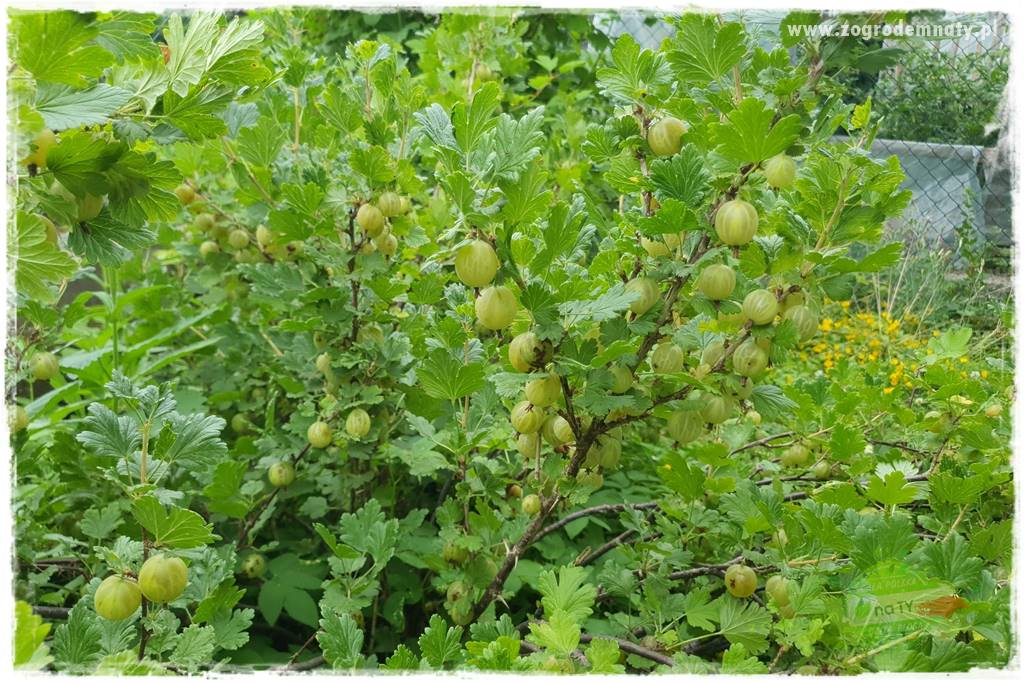 Rośliny kwasolubne 50