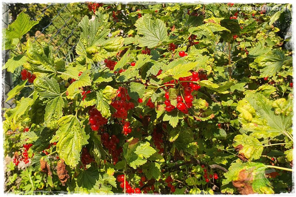 Rośliny kwasolubne 51