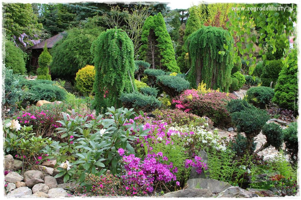 Rośliny kwasolubne 52