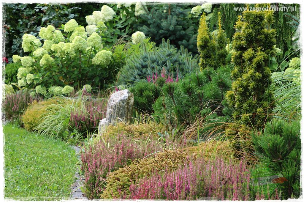 Rośliny kwasolubne 53