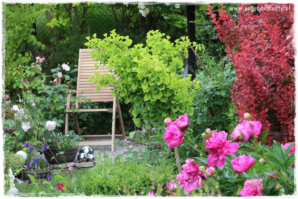 Rośliny kwasolubne 54