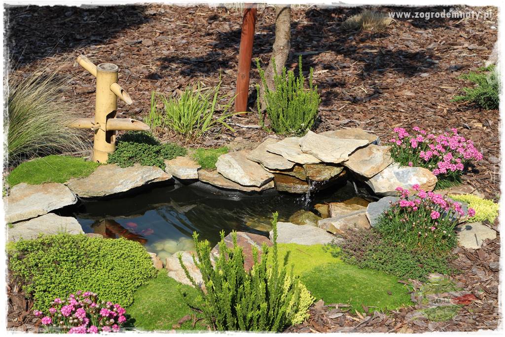 Rośliny kwasolubne 55