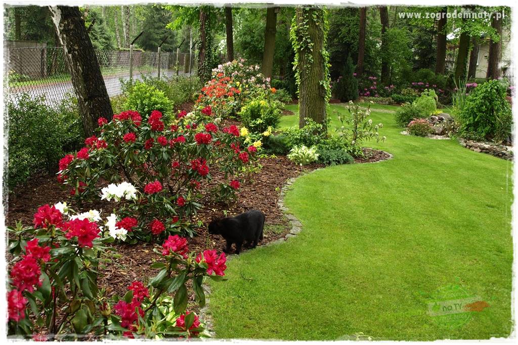 Rośliny kwasolubne 56