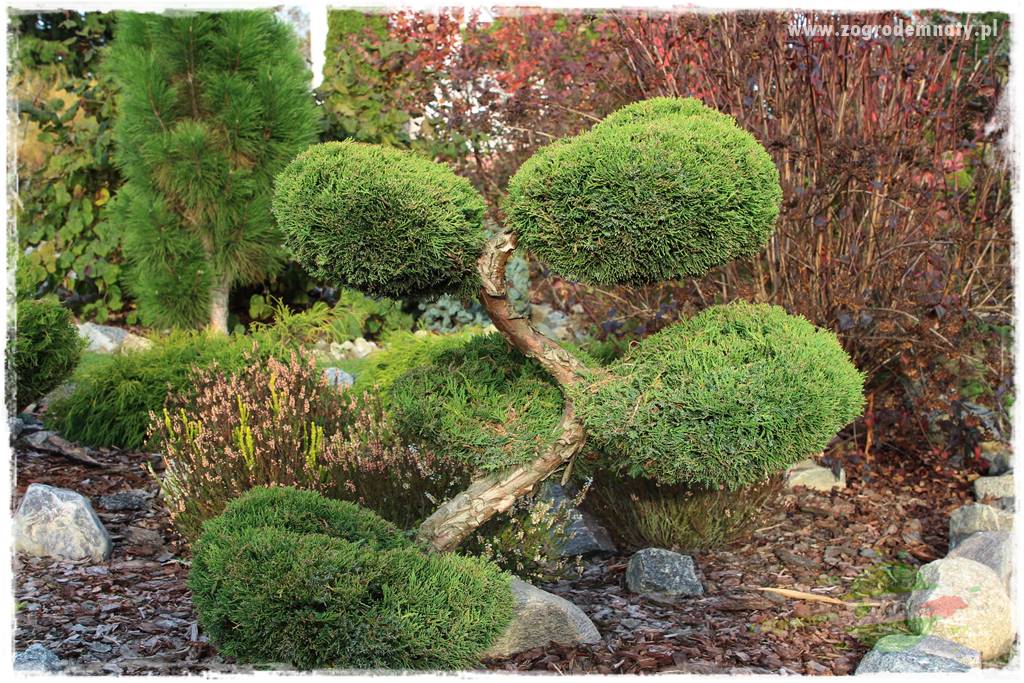 Rośliny kwasolubne 58