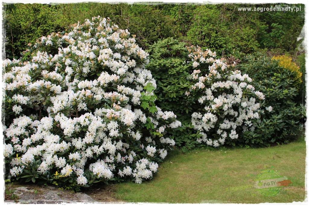 Rośliny kwasolubne 6