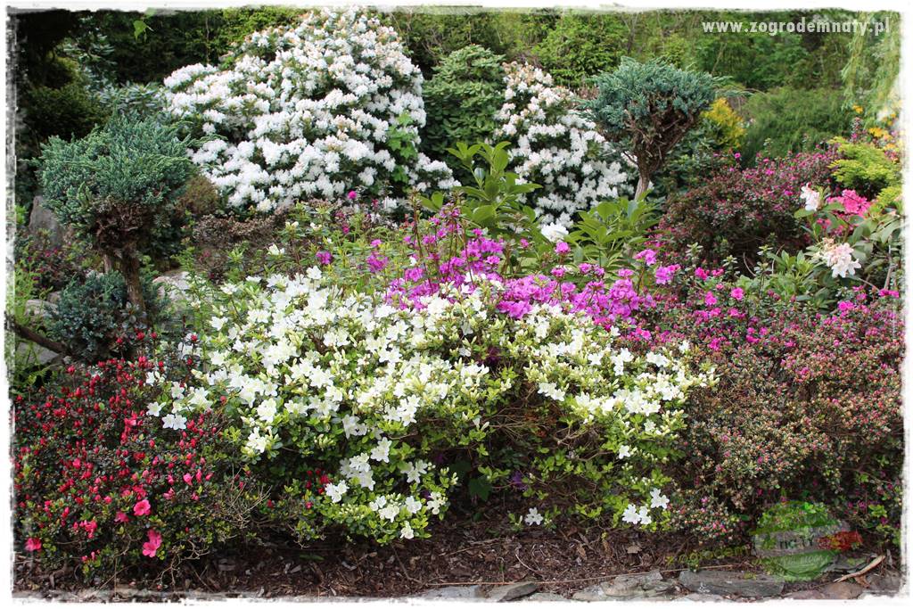 Rośliny kwasolubne 60