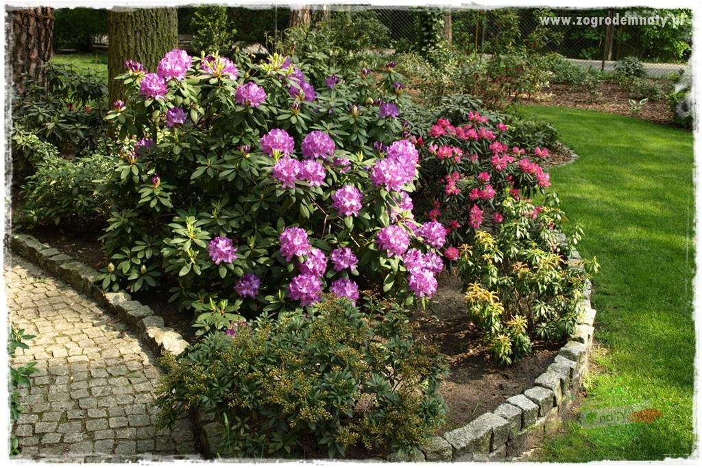 Rośliny kwasolubne 7