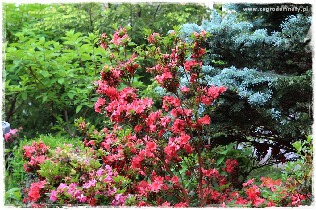 Rośliny kwasolubne 9